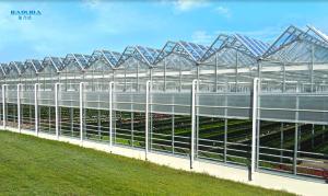Quality Metal Frame Polytunnel Glass Venlo Type Greenhouse Stabilized 60x90m wholesale