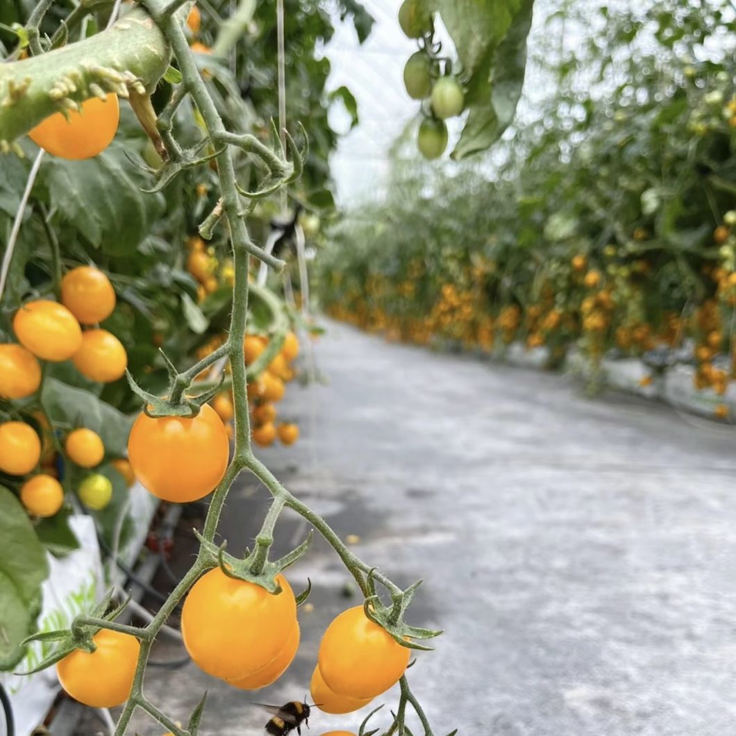Multi-Span High Tunnel Po Film Greenhouse