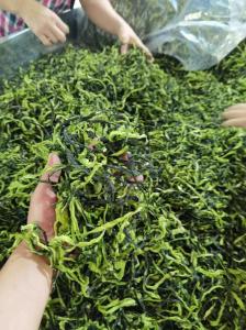 Quality 100% Pure FDA HACCP Wholesale Dehydrated Cucumber ISO Certified wholesale