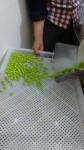 Auto Food / Pharmaceutical Paintball Encapsulation filling Machine with 6" Die