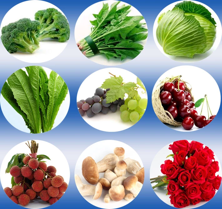 Professional supply seasonal fresh vegetables vacuum cooler