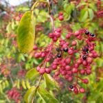 25kg/bag Packaging Natural Red Chinese Sichuan Peppercorns Spice Flavor