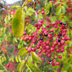 Quality 25kg/bag Packaging Natural Red Chinese Sichuan Peppercorns Spice Flavor wholesale