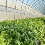 JX-A00160 Drip Irrigation Tunnel Greenhouse for Agriculture Customized to Your