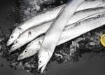 Belt Hairtail Fish Natural Seafood Iso Brc Trichiurus Lepturus