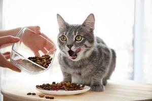 Quality More Nutritious Cat Food Beef Flavor Healthy Additives To Cat Food HACCP wholesale