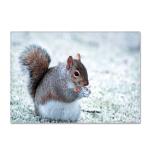 Animal New Cartoon Large Carpet Source Wholesale Feather ins Style Bedroom Floor