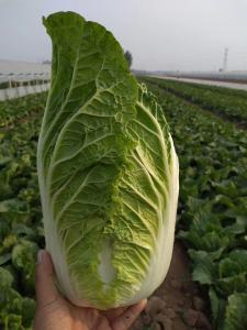 Quality Healthy Organic Napa Cabbage / Slim Figure Chinese Green Cabbage wholesale