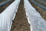 Landscaping Agriculture Non Woven Fabric / Recycled Polypropylene Fabric
