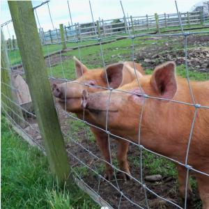 Quality Green Cattle Fence Mesh Grassland Horse Wire Netting wholesale