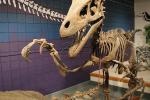 Simulation Fiberglass Complete Dinosaur Fossil For Entertainment Park