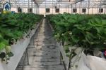 Farm Vertical PVC NFT Gully Planting Troughs Agriculture Vegetable Growing