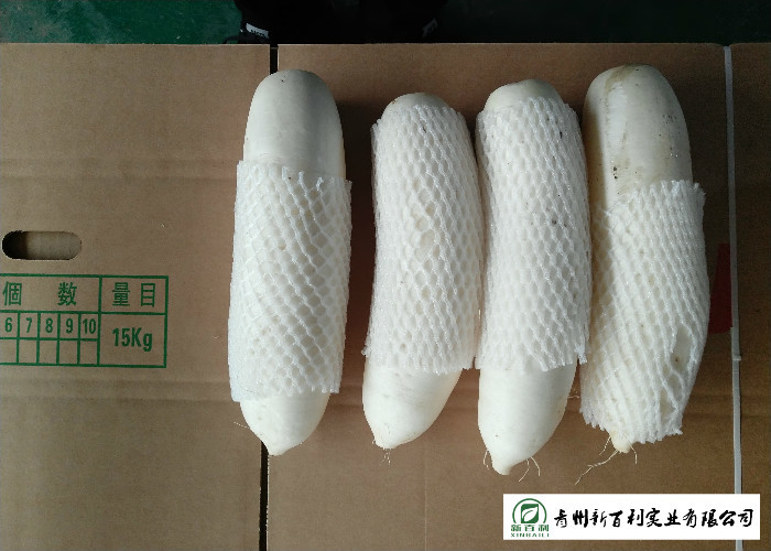 Own Plantation Fresh White Radish Supply To Frozen Vegetable Factory