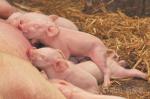 Strong And Comfortable Milk Flavours For Swine 20kgs/ Bag Packing
