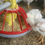 feeding chickens