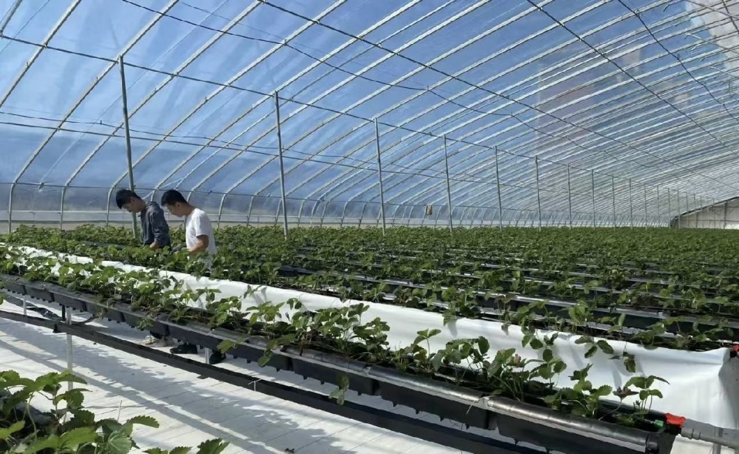 Vegetable Sunlight Greenhouse System