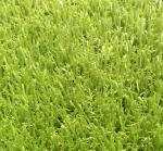 Polyethylene Artificial Grass Landscaping / Buildings Synthetic Putting Green
