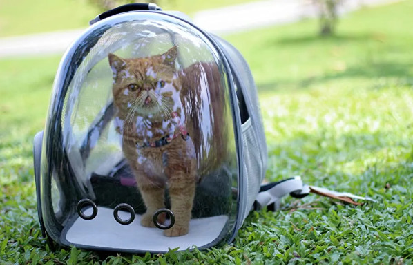 Cat Pet Carrier Backpack Transport Bag Lock Safety Zippers Portable Breathable