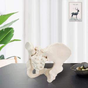 Quality Eco-friendly PVC 1:1 Life Size Medical Education Artistic Creation Design Ergonomics Physical Education Female Pelvic Model wholesale