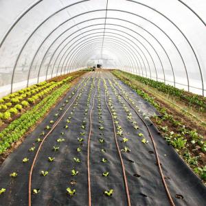 Quality Commercial Greenhouses Plastic Sheet Greenhouse Film For Plant Growing wholesale