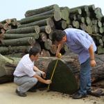High-End Recon Wood Veneer Green Wenge G.WG-X5333 Straight Grain Green Color For