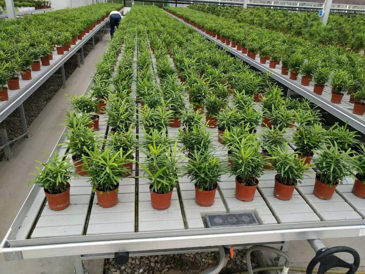 Ebb And Flood Hydroponic Movable Table Rolling Bench For Growing Plants In Greenhouse