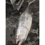 Frozen Seafoods Fish 20kg Up Raw Material Yellowfin Tuna