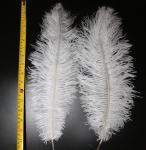 Hat Decoration Millinery Feather Small Ostrich Plumes Feather for Events