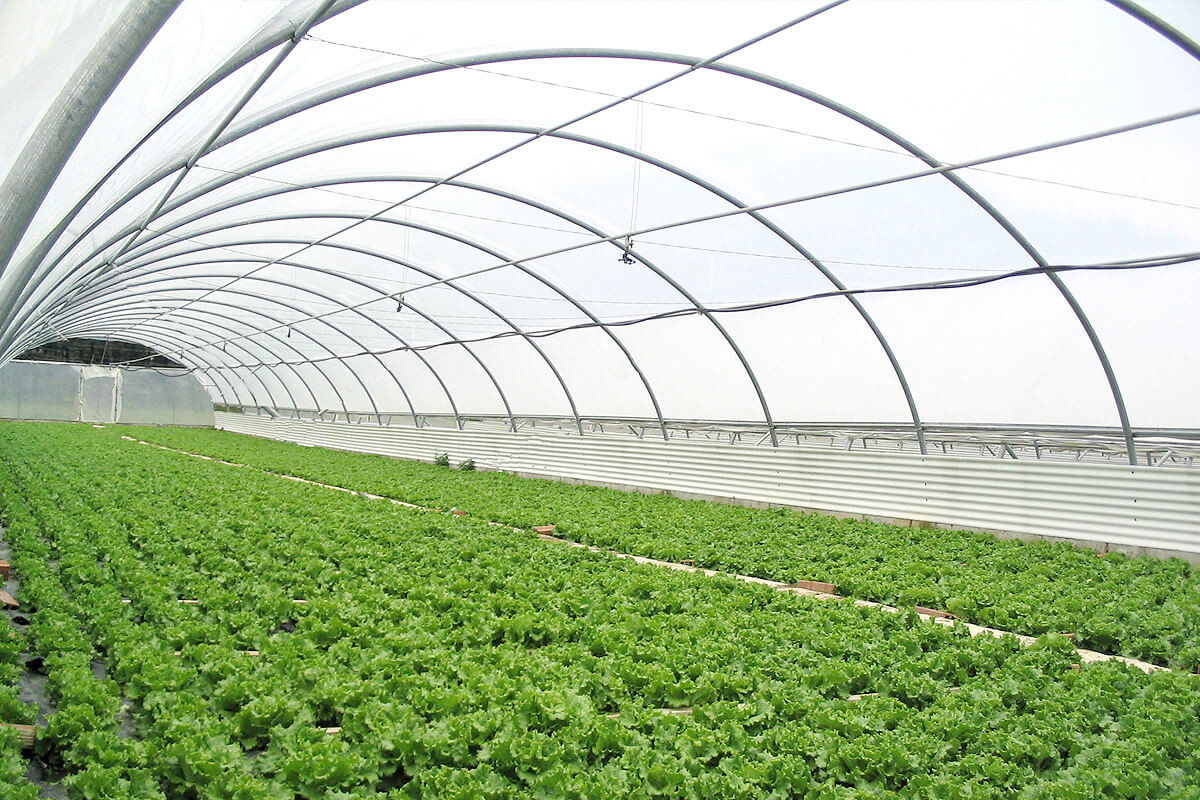 Tunnel Polyethylene Film Greenhouse / Plastic Shed Simple Galvanized Steel Frame