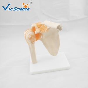 Quality VIC-109 Medical Anatomical Shoulder Model / Shoulder Joint Model Labeled wholesale