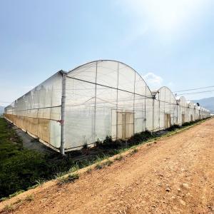 Quality Agriculture Large Green House Metal Frame Multispan Vegetables Growing Tunnel Multi Span Film Greenhouse wholesale