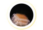 fractional rf microneedle for face treatment