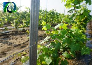 Quality Grape Growing Durable Orchard Post / Metal Garden Posts Easily Assembled wholesale
