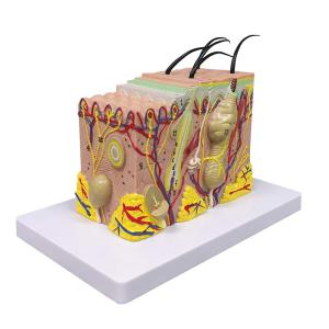 Quality Biology Teaching 35 Times Enlarged Human Anatomy Skin Tissue Structure Model With Hair wholesale