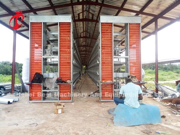 16 Weeks Egg Laying Hen A Or H Frame Automated Layer Cages 15000 Birds Emily