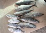 200g 300g Purse Seine Catch Freezing Bonito Tuna For Bait