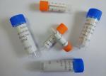 Purified Anti-Benzoylecgonine Mouse Mono Clonal Antibody Liquid