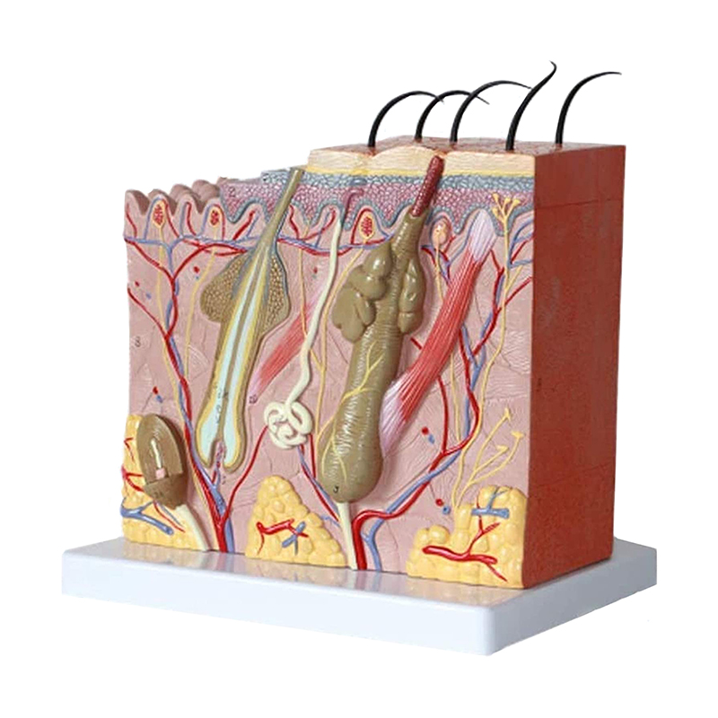 Human Structure 3D Skin Anatomy Model For Science Classroom Study Display Teaching