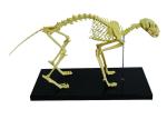 Medical Life Size Plastic Human Skeleton , Human Torso Cat Dog Skeleton