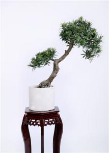 Quality High Imitation Bonsai Pine Tree 80cm UV Resistance Unprecedented Authenticity wholesale