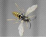 Stainless Steel Window Screen