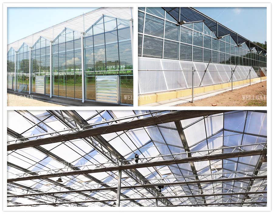 Large Agricultural Multi Span Glass Greenhouse Square Commercial Hydroponic Greenhouse