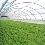 Aquaponis Growing Poly Tunnel Plastic Greenhouse For Agriculture