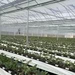 Multi Span Film Greenhouse for Hydroponics Growing Protects Plants from Harsh