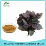 Food Grade Chinese Traditional Herbal Perilla Frutescens Leaf Extract