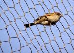 304 316 Stainless Steel 1.2mm Aviary Mesh Netting