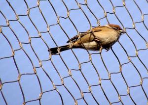 Quality 304 316 Stainless Steel 1.2mm Aviary Mesh Netting wholesale