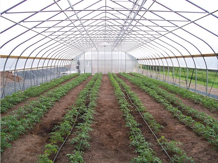 Single Span PE Film Greenhouse TUV Low Cost Poly Tunnel Greenhouse