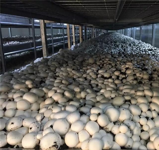 Smart Container Greenhouse for Mushroom Cultivation