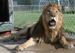 Stainless Steel 304 Anti Biting Zoo Wire Mesh For Animals Lion Protective